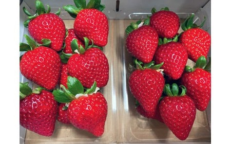 いちご【数量限定】 あまりん 250g×2パック 合計500g |イチゴ いちご