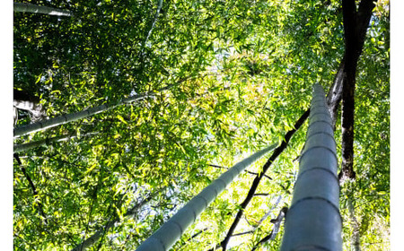 手づくりの青竹の買い物かご〜秩父郡横瀬町産真竹を使用〜