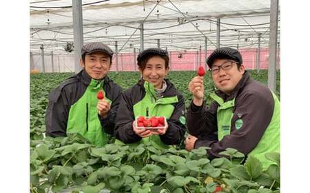 いちご あまりん 300g×2パック 合計600g | イチゴ いちご
