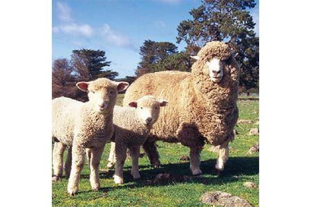 メリノン「ひつじ敷毛布」シングル カラー：ベージュ