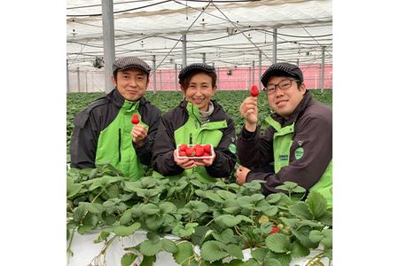 いちご やよい姫 300g×4パック | イチゴ いちご 横瀬町