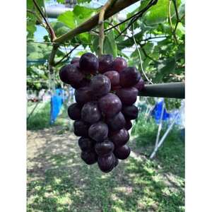 黒いシャインマスカット　富士の輝　1.4kg【配送不可地域：離島】【1574580】