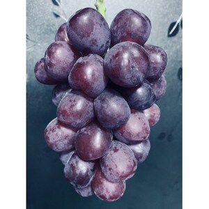 黒いシャインマスカット　富士の輝　1.4kg【配送不可地域：離島】【1574580】