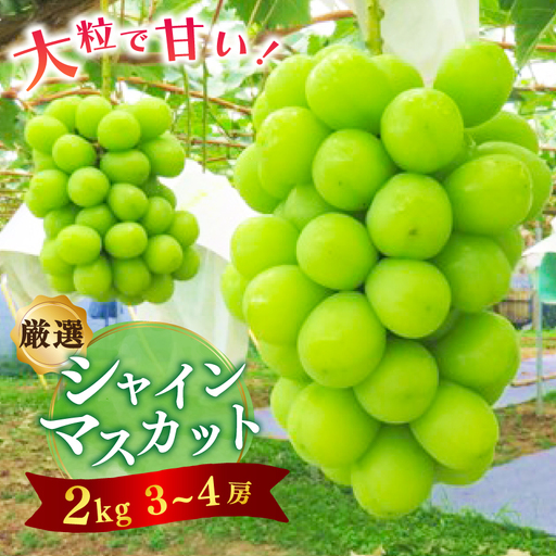 【2026年9月発送】【厳選】シャインマスカット2kg【配送不可地域：離島】【1204342】