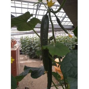 小鹿野町産地秩父きゅうり5kg【配送不可地域：離島】【1418173】