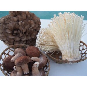 秩父の森のきのこセット【配送不可地域：離島】【1485007】