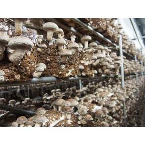 秩父の森のきのこセット【配送不可地域：離島】【1485007】