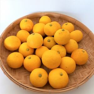 秩父黄金かぼす2kg　冬の特産品【家庭用】【1566419】