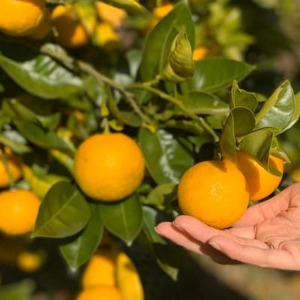 秩父黄金かぼす2kg　冬の特産品【家庭用】【1566419】