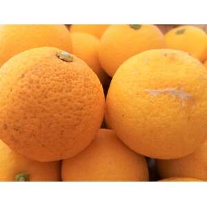 秩父黄金かぼす2kg　冬の特産品【家庭用】【1566419】