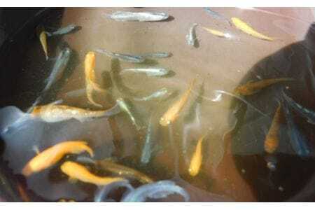 めだかランダム  [No.199]