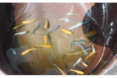 めだかランダム  [No.199]