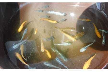 めだかランダム  [No.199]