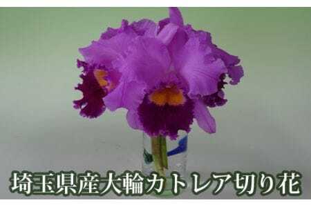 埼玉県産大輪カトレア切り花7輪前後入（ピンク系）  [No.158]