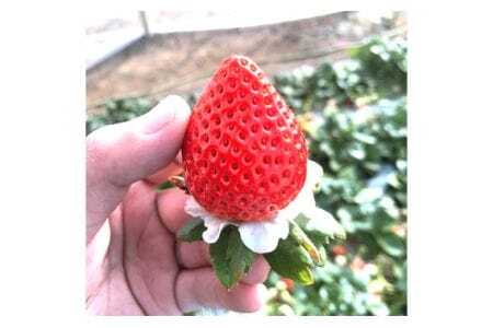 美里町産いちご6P【彩のあまりん】（250g以上×6パック）  [No.217]