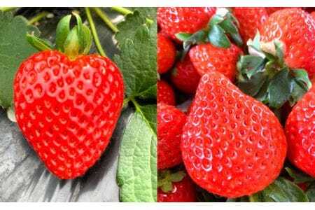 美里町産いちご6P【彩のあまりん】（250g以上×6パック）  [No.217]