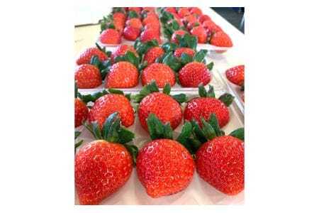 美里町産いちご6P【彩のあまりん】（250g以上×6パック）  [No.217]