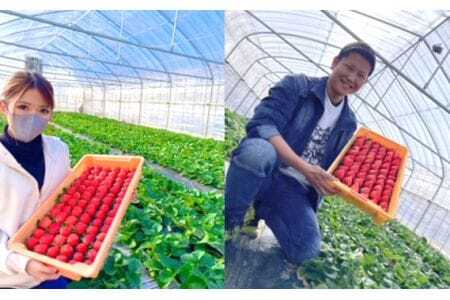 美里町産いちご6P【彩のあまりん】（250g以上×6パック）  [No.217]