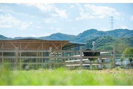 国産オーストリッチ外モモ肉700g【定期便】3か月毎月お届け  [No.097]