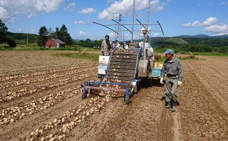 北海道 蘭越産 じゃがいも（とうや） 約20kg【2024年11月下旬～2025年4月上旬発送予定】