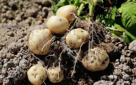 北海道 蘭越産 じゃがいも （男爵） 約5kg【2025年11月下旬-2026年4月上旬発送予定】野菜 5kg 男爵 ポテト 常温 北海道産 蘭越町