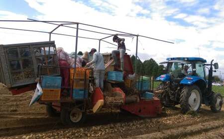 北海道 蘭越産 じゃがいも （きたあかり） 約5kg【2025年11月下旬-2026年4月上旬発送予定】野菜 5kg きたあかり ポテト 常温 北海道産 蘭越町