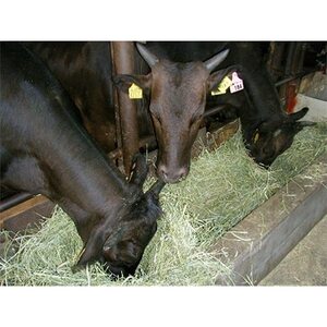 上里町産【彩さい牛】サーロイン肉250g(しゃぶしゃぶ用)【配送不可地域：離島】【1098346】