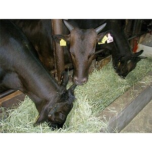 上里町産【彩さい牛】サーロイン肉1250g(ステーキ用)【配送不可地域:離島】【1098350】