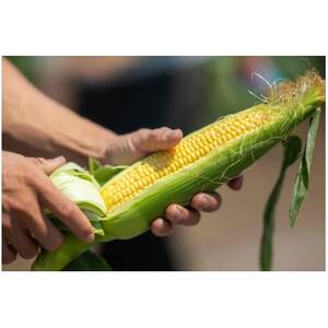 2026年先行予約　とうもろこし　味来　2Lサイズ×12本　計5kg(梱包込み)【配送不可地域：離島】【1564847】