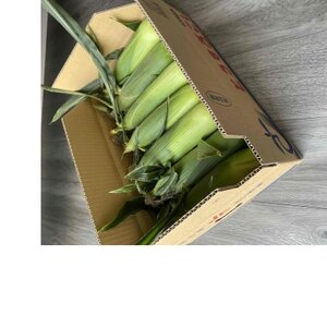 【先行受付2026年夏発送】上里町産とうもろこし　ドルチェドリーム2L×10本　計5kg(梱包込み)【配送不可地域：離島】【1564849】