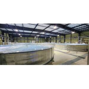 上里育ちの侍うなぎ蒲焼き 150g×3尾【配送不可地域:離島】【1635662】