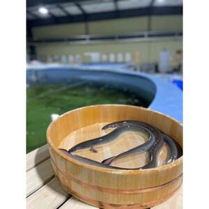 上里そだちの侍うなぎ玄米焼きおにぎり10個入【配送不可地域:離島】【1665938】