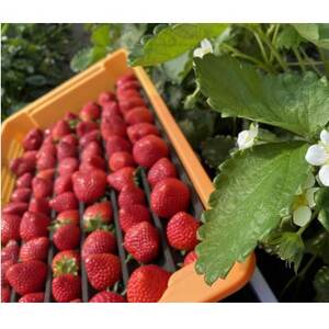 埼玉県限定品種あまりん 約500g【配送不可地域：離島】【1687064】