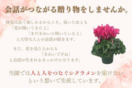 小林園芸 シクラメン (6号)【2024年11月以降発送】[0187]