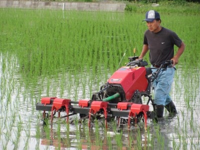 新米 [定期便／隔月3ヶ月] 低農薬栽培の彩のきずな《白米》計27kg (4.5kg×2袋×3ヶ月)｜おいしい お米 コメ こめ ご飯 ごはん 白米 玄米 お取り寄せ 直送 贈り物 贈答品 ふるさと納税 埼玉 杉戸 [0556]