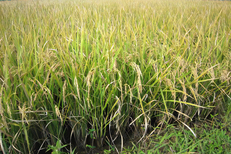 新米 コシヒカリと彩のきずな 食べ比べセット 計9kg｜おいしい お米 コメ こめ ご飯 ごはん 白米 アグリパーク ゆめすぎと お取り寄せ 直送 贈り物 贈答品 ふるさと納税 埼玉 杉戸 [0629]