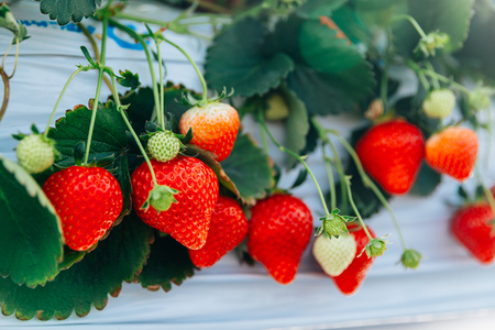 [先行予約]《あまりん》朝採れ プレミアムいちご 2パック｜埼玉 オリジナル 品種 糖度 高い 甘い 高級 イチゴ SugarBerry すぎと [0682]