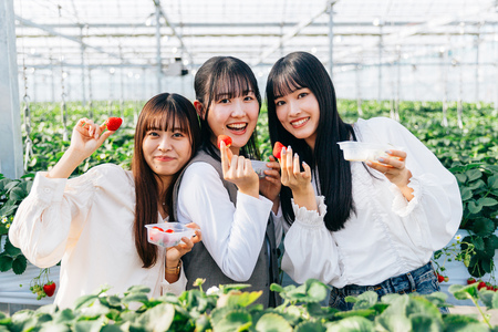 冷凍いちご《あまりん》1kg×2個｜埼玉 オリジナル 品種 糖度 高い 甘い 高級 イチゴ SugarBerry すぎと [0685]