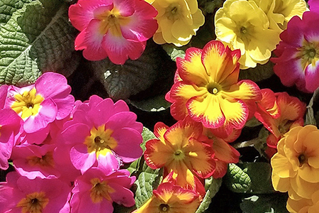 季節の草花 詰め合わせ｜花苗 ポット苗 宿根草 多年草 一年草 園芸 ガーデニング [0133]