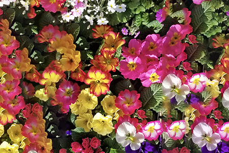 [定期便／年3回] 季節の草花 詰め合わせ｜花苗 ポット苗 宿根草 多年草 一年草 園芸 ガーデニング [0134]