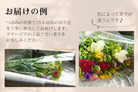 高成園 季節の切り花 フリージア【2026年3月下旬以降配送】産地直送 切花 生花 フラワー [0156]