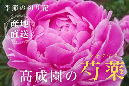 高成園 季節の切り花 シャクヤク 0157 埼玉県杉戸町 ふるさと納税サイト ふるなび 高成園 季節の切り花 シャクヤク 0157 埼玉県杉戸町 ふるさと納税サイト ふるなび