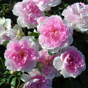 バラの家 育てやすい次世代のバラ [シャリマー] 6号鉢植え品 [0176]｜rosaorientis ロサオリエンティス