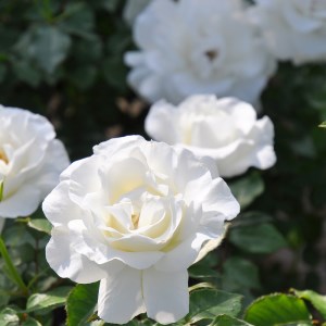 バラの家 育てやすい次世代のバラ [グラシアール] 6号鉢植え品 [0179]｜rosaorientis ロサオリエンティス