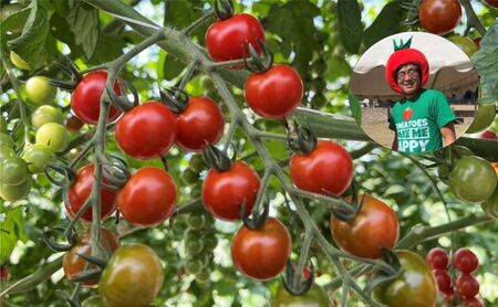 てっちゃんの完熟ミニトマト1kg採れたて農園直送 野菜 千 ブランド 酸味 甘味 美味しい プチトマト 子供 お弁当 お昼 サラダ 