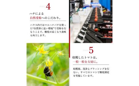 OSMIC FIRST PRINCESS　1箱 【トマト オスミック 千 ブランド ミニトマト 野菜】 国産 付け合わせ サラダ トッピング 糖度11 驚きの甘さ 