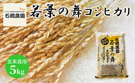 米 若葉の舞 コシヒカリ 玄米食用5kg こしひかり お米 玄米 千葉 千葉県 低温保存