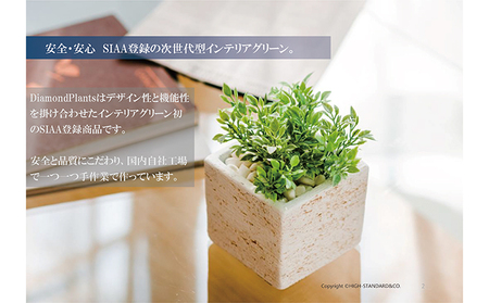 次世代型インテリアグリーン　DiamondPlants　Short【リビング 寝室】 シダ・ホワイト鉢