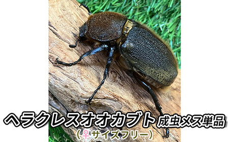 ヘラクレスオオカブト成虫メス単品（♀サイズフリー）【 生き物 昆虫