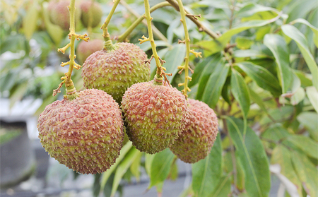 【千の葉ライチ】の 完熟 玉荷包ライチ （先行予約）【果物 フルーツ デザート】 果実 国産 上品な香り 国産生ライチ 新鮮 食後 化粧箱入り 